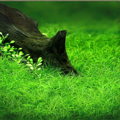 ADA TC-Eleocharis Parvula