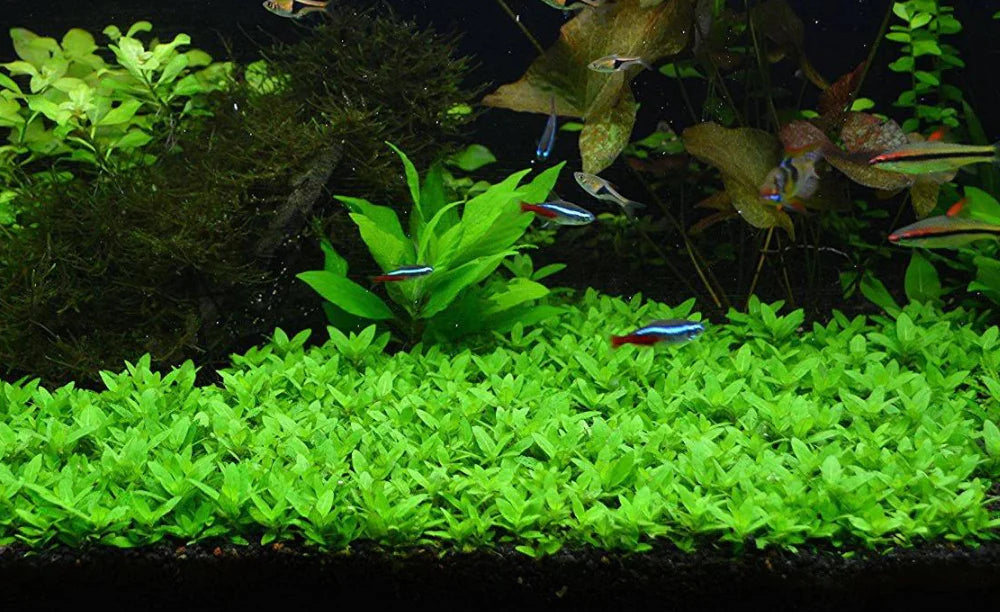 TC-Staurgyne repens | ADA IC030