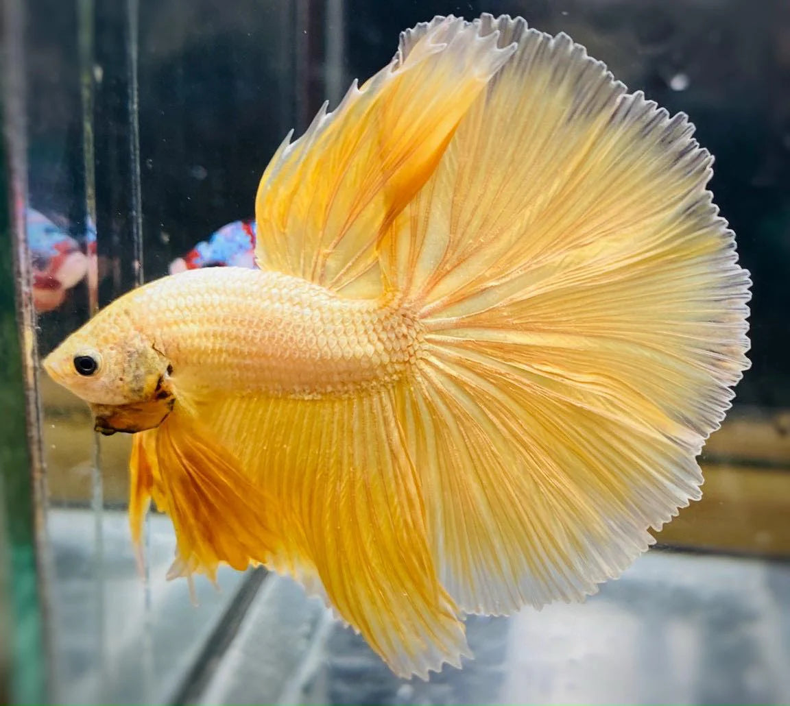Golden betta fish