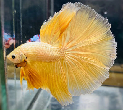 Golden betta fish