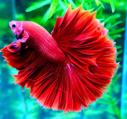 Royal Red Betta fish