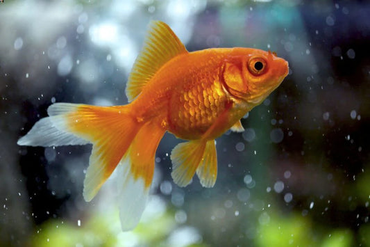 Goldfish 4-5 cms | Single