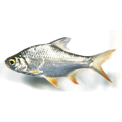 Tinfoil barb | Single