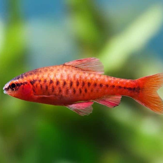 Red Cherry Barb | Single