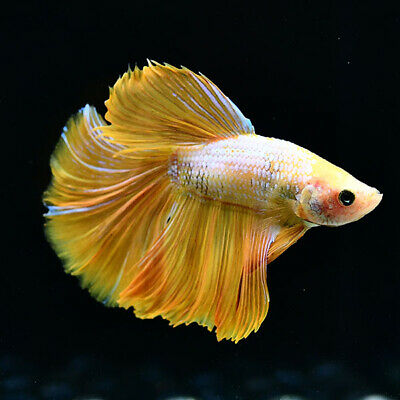 Golden betta fish