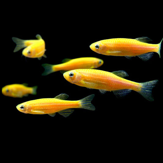 Yellow Zebra Danios |1-2cms | Single