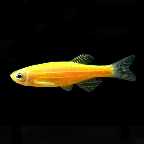 Yellow Zebra Danios |1-2cms | Single